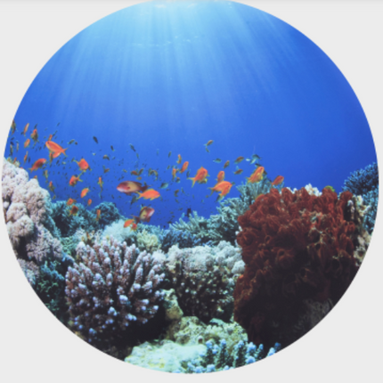 Sensory Mood Discovery Table + Under the Sea Discovery