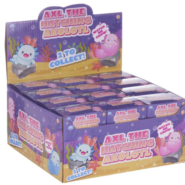 Hatching Growing Axolotl